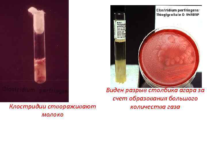 Клостридии створаживают молоко Виден разрыв столбика агара за счет образования большого количества газа 