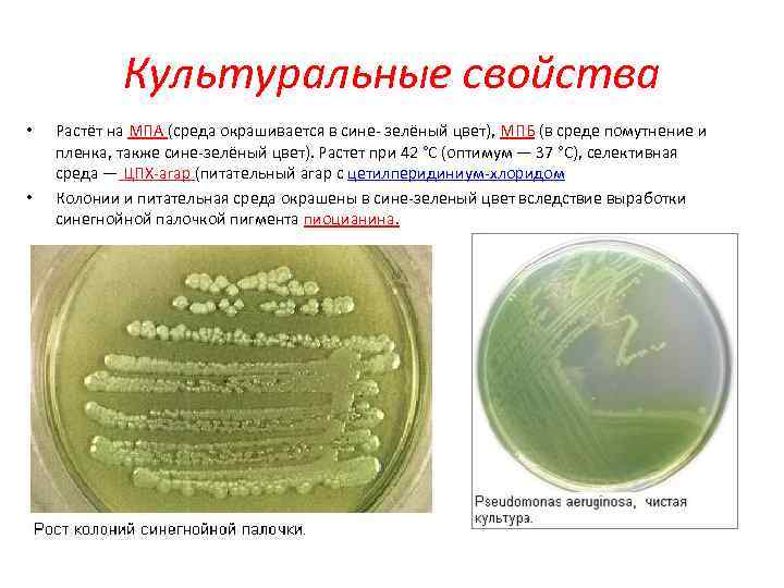 Культуральные свойства • • Растёт на МПА (среда окрашивается в сине- зелёный цвет), МПБ