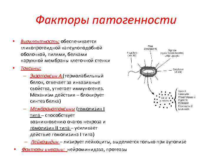 Факторы патогенности Вирулентность: обеспечивается гликопротеидной капсулоподобной оболочкой, пилями, белками наружной мембраны клеточной стенки •