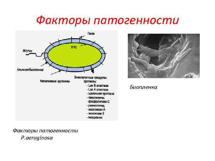 Факторы патогенности Биопленка Факторы патогенности P. aeruginosa 