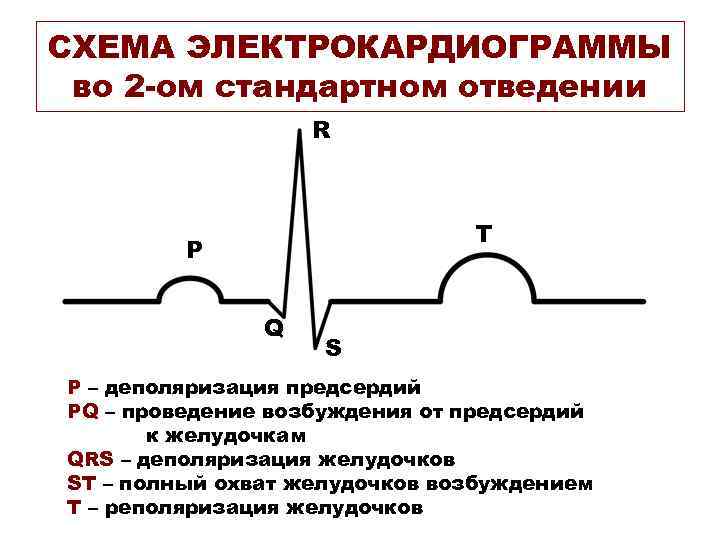 Схема нормальной экг