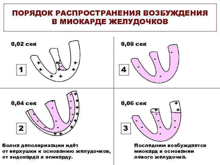 ПОРЯДОК РАСПРОСТРАНЕНИЯ ВОЗБУЖДЕНИЯ В МИОКАРДЕ ЖЕЛУДОЧКОВ 0, 02 сек 0, 08 сек + +