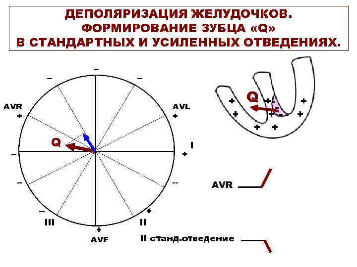 ДЕПОЛЯРИЗАЦИЯ ЖЕЛУДОЧКОВ. ФОРМИРОВАНИЕ ЗУБЦА «Q» В СТАНДАРТНЫХ И УСИЛЕННЫХ ОТВЕДЕНИЯХ. -- -- -- AVR