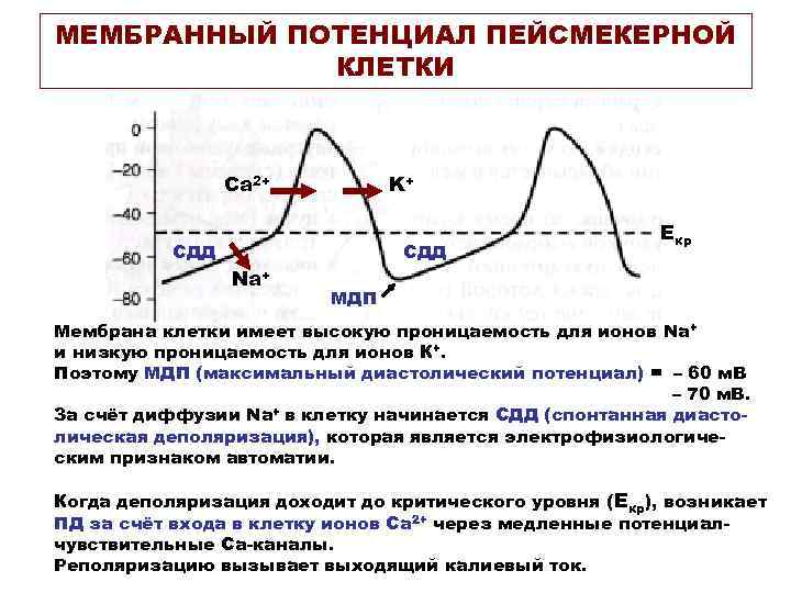 График изменения мембранного потенциала клеток водителя ритма сердца