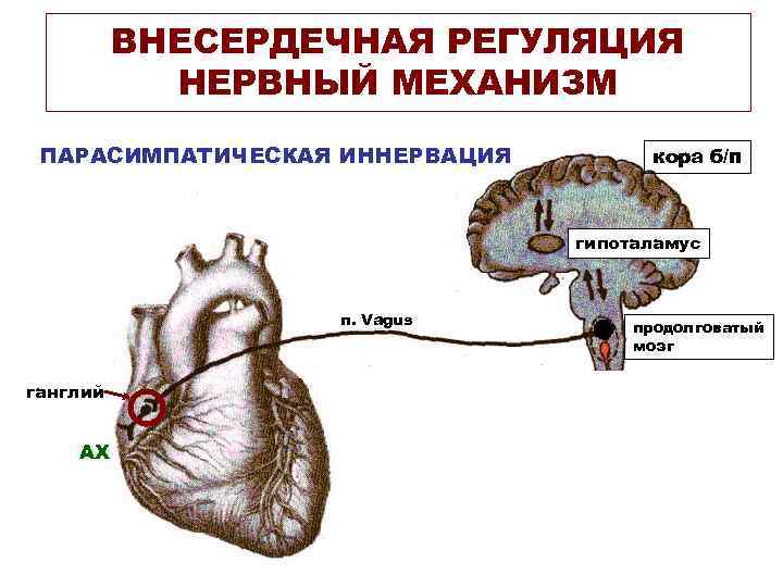 Парасимпатическая иннервация сердца. Парасимпатическая регуляция сердца схема. Схема парасимпатической иннервации сердца. Иннервация сердца схема.