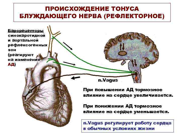 ПРОИСХОЖДЕНИЕ ТОНУСА БЛУЖДАЮЩЕГО НЕРВА (РЕФЛЕКТОРНОЕ) Барорецепторы синокаротидной и аортальной рефлексогенных зон (реагируют на изменение