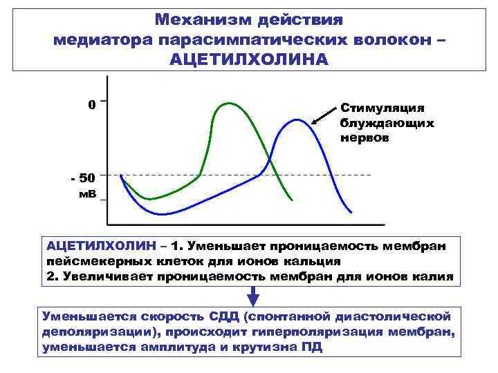 Механизм действия медиатора парасимпатических волокон – АЦЕТИЛХОЛИНА 0 Стимуляция блуждающих нервов - 50 м.