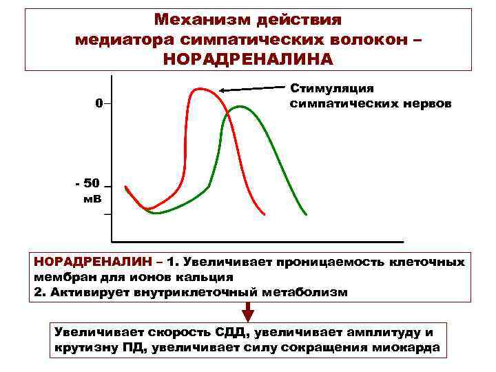Механизм действия медиатора симпатических волокон – НОРАДРЕНАЛИНА 0 Стимуляция симпатических нервов - 50 м.