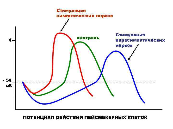 Стимуляция симпатических нервов 0 контроль Стимуляция парасимпатических нервов - 50 м. В ПОТЕНЦИАЛ ДЕЙСТВИЯ
