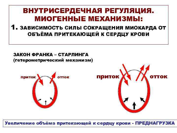 1. ВНУТРИСЕРДЕЧНАЯ РЕГУЛЯЦИЯ. МИОГЕННЫЕ МЕХАНИЗМЫ: ЗАВИСИМОСТЬ СИЛЫ СОКРАЩЕНИЯ МИОКАРДА ОТ ОБЪЁМА ПРИТЕКАЮЩЕЙ К СЕРДЦУ