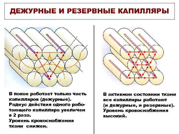 ДЕЖУРНЫЕ И РЕЗЕРВНЫЕ КАПИЛЛЯРЫ В покое работает только часть капилляров (дежурные). Радиус действия одного