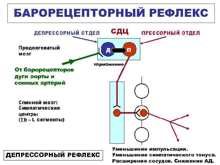 БАРОРЕЦЕПТОРНЫЙ РЕФЛЕКС От барорецепторов дуги аорты и сонных артерий торможение ДЕПРЕССОРНЫЙ РЕФЛЕКС Уменьшение импульсации.