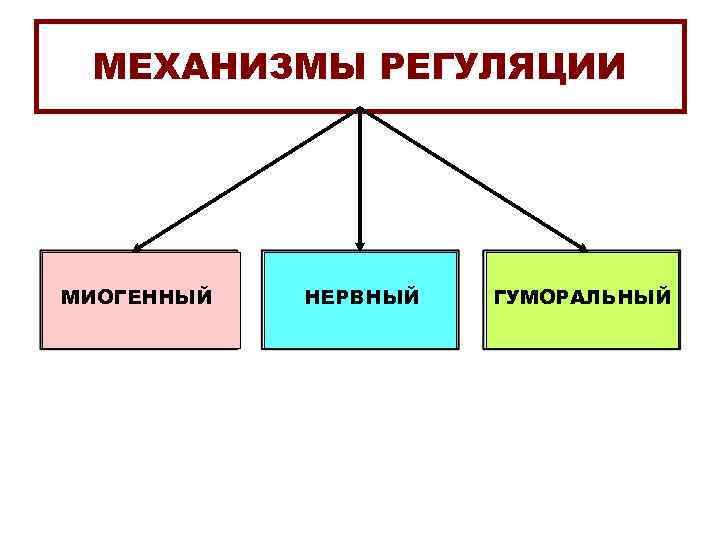 МЕХАНИЗМЫ РЕГУЛЯЦИИ МИОГЕННЫЙ НЕРВНЫЙ ГУМОРАЛЬНЫЙ 