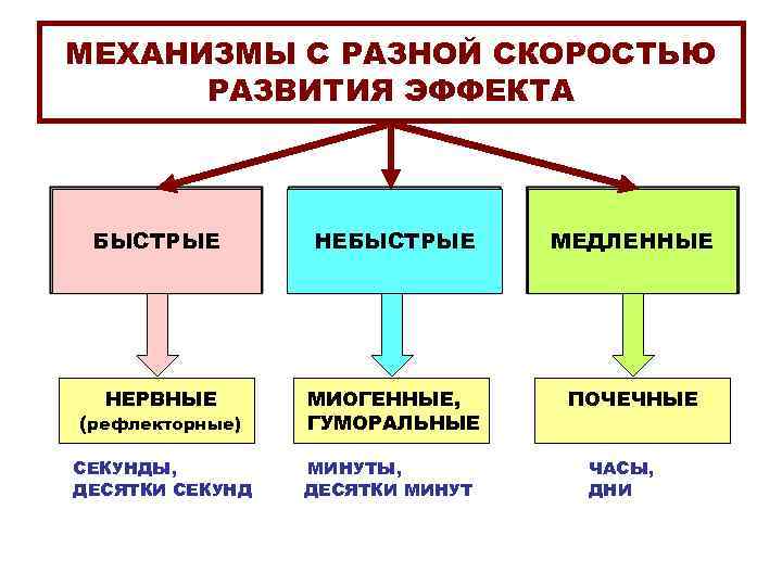 МЕХАНИЗМЫ С РАЗНОЙ СКОРОСТЬЮ РАЗВИТИЯ ЭФФЕКТА БЫСТРЫЕ НЕБЫСТРЫЕ МЕДЛЕННЫЕ НЕРВНЫЕ (рефлекторные) МИОГЕННЫЕ, ГУМОРАЛЬНЫЕ ПОЧЕЧНЫЕ