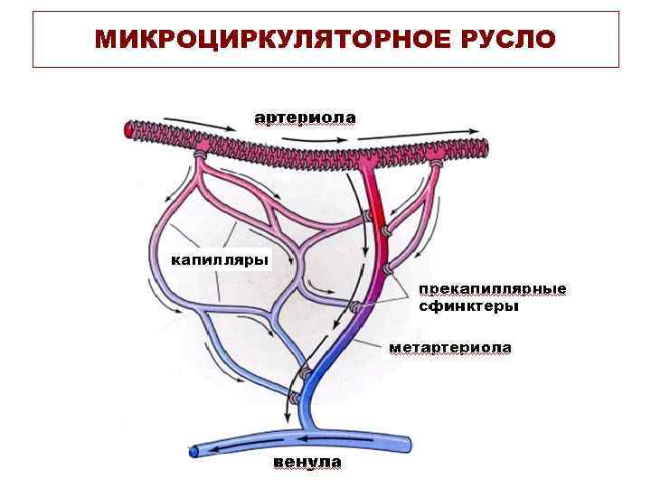 МИКРОЦИРКУЛЯТОРНОЕ РУСЛО 