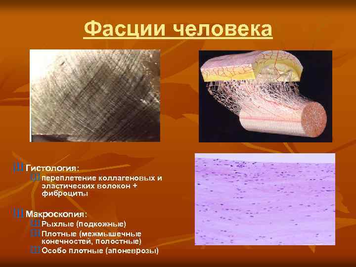 Фасции человека Ш Гистология: Ш переплетение коллагеновых и эластических волокон + фиброциты Ш Макроскопия: