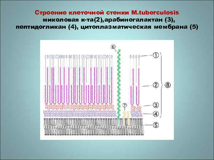Строение клеточной стенки M. tuberculosis миколовая к-та(2), арабиногалактан (3), пептидогликан (4), цитоплазматическая мембрана (5)