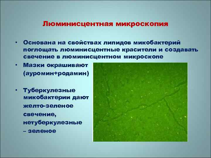 Люминисцентная микроскопия • Основана на свойствах липидов микобактерий поглощать люминисцентные красители и создавать свечение