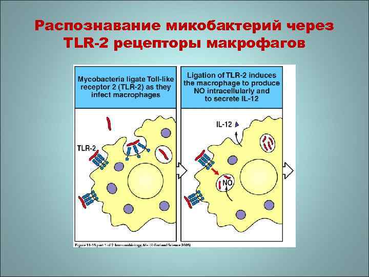 Распознавание микобактерий через TLR-2 рецепторы макрофагов 