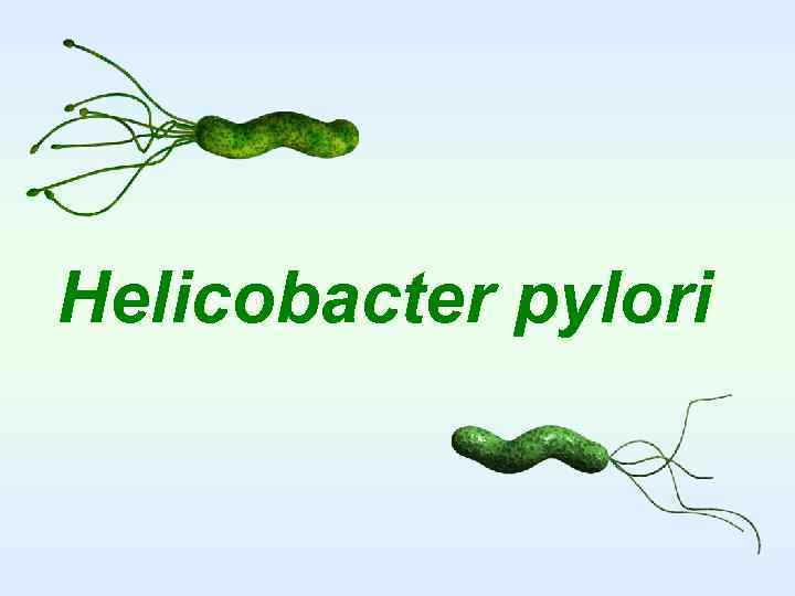 Helicobacter pylori 