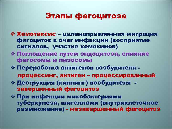 Этапы фагоцитоза v Хемотаксис – целенаправленная миграция фагоцитов в очаг инфекции (восприятие сигналов, участие