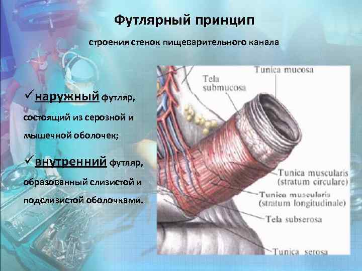 Футлярный принцип строения стенок пищеварительного канала üнаружный футляр, состоящий из серозной и мышечной оболочек;