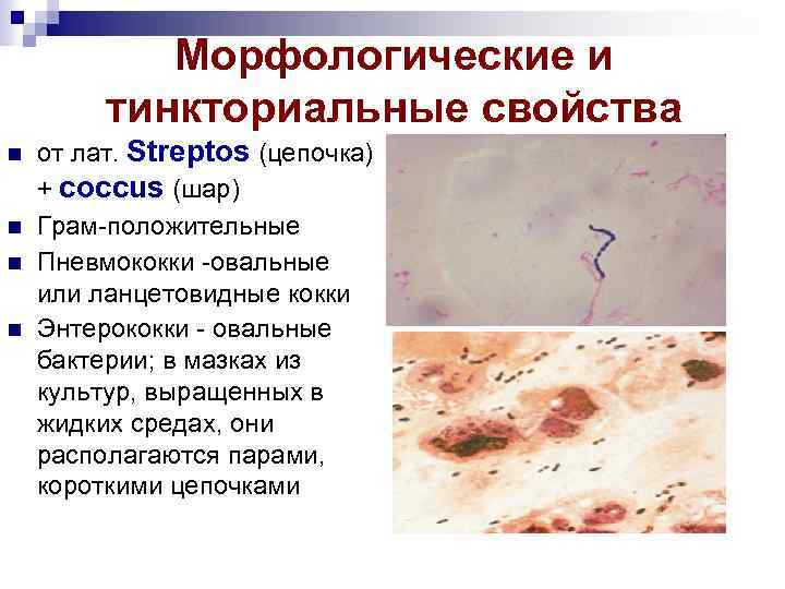 Морфологические и тинкториальные свойства от лат. Streptos (цепочка) + coccus (шар) Грам-положительные Пневмококки -овальные
