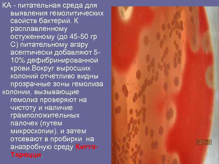 КА - питательная среда для выявления гемолитических свойств бактерий. К расплавленному остуженному (до 45