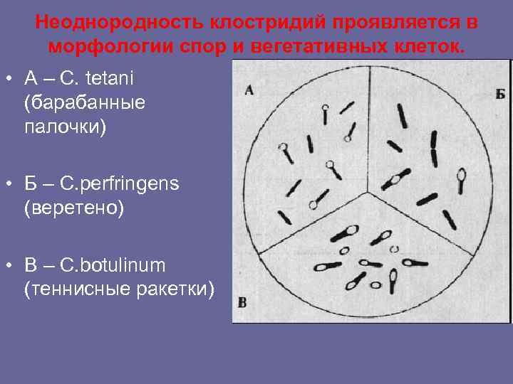 Неоднородность клостридий проявляется в морфологии спор и вегетативных клеток. • А – C. tetani