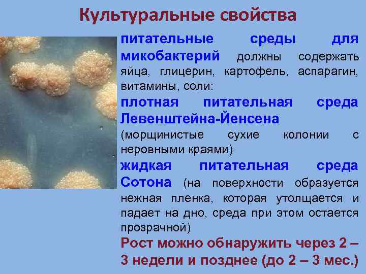 Культуральные свойства питательные микобактерий среды для должны содержать яйца, глицерин, картофель, аспарагин, витамины, соли: