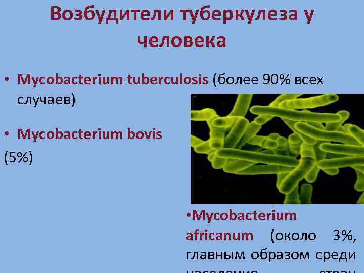 Возбудители туберкулеза у человека • Mycobacterium tuberculosis (более 90% всех случаев) • Mycobacterium bovis