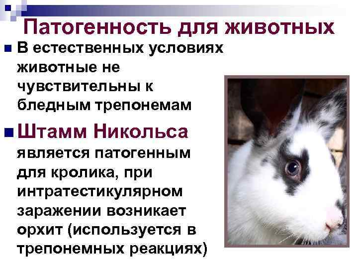 Патогенность для животных n В естественных условиях животные не чувствительны к бледным трепонемам n