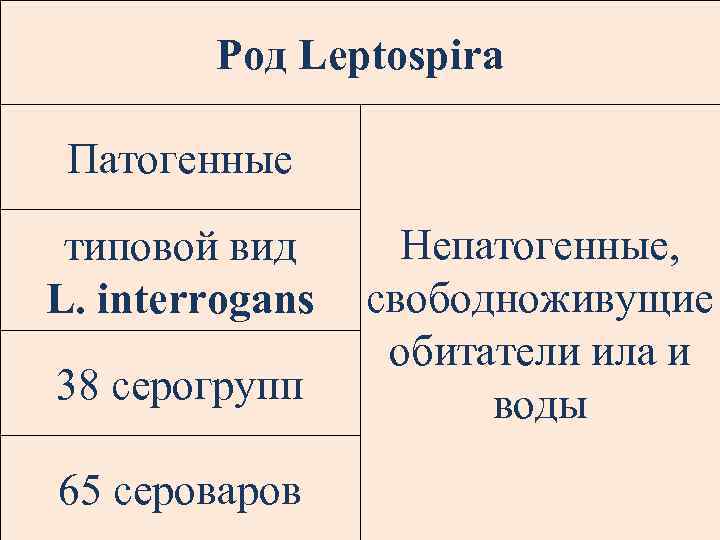 Род Leptospira Патогенные типовой вид L. interrogans 38 серогрупп 65 сероваров Непатогенные, свободноживущие обитатели