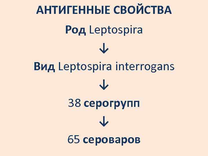 АНТИГЕННЫЕ СВОЙСТВА Род Leptospira ↓ Вид Leptospira interrogans ↓ 38 серогрупп ↓ 65 сероваров