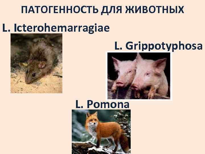 ПАТОГЕННОСТЬ ДЛЯ ЖИВОТНЫХ L. Icterohemarragiae L. Grippotyphosa L. Pomona 