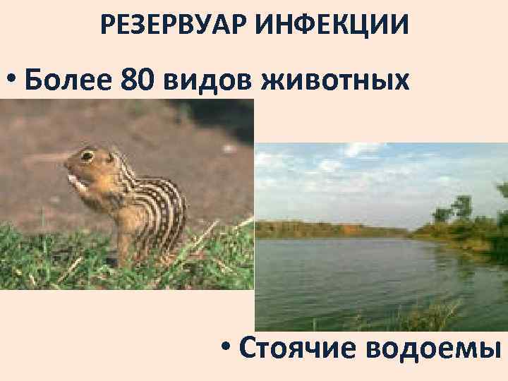 РЕЗЕРВУАР ИНФЕКЦИИ • Более 80 видов животных • Стоячие водоемы 