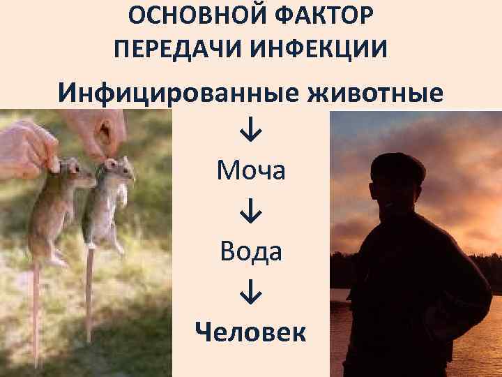 ОСНОВНОЙ ФАКТОР ПЕРЕДАЧИ ИНФЕКЦИИ Инфицированные животные ↓ Моча ↓ Вода ↓ Человек 