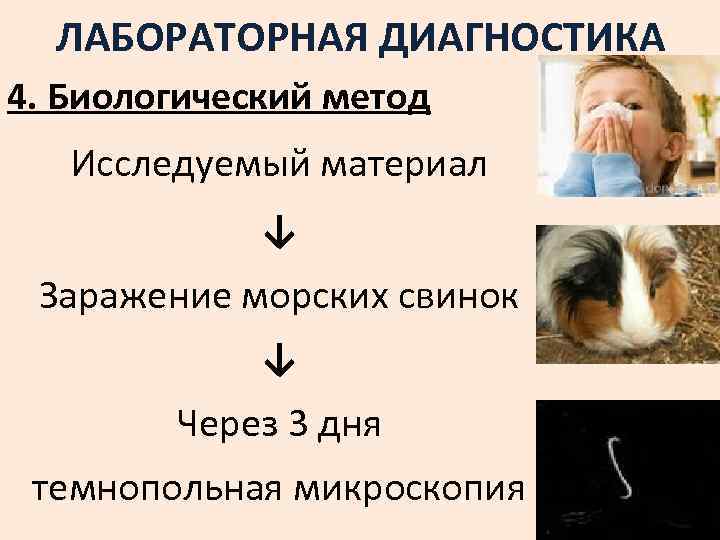 ЛАБОРАТОРНАЯ ДИАГНОСТИКА 4. Биологический метод Исследуемый материал ↓ Заражение морских свинок ↓ Через 3