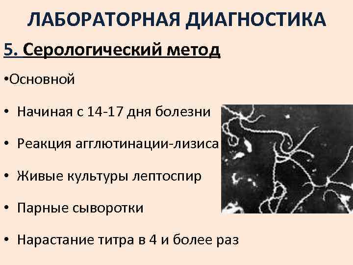 ЛАБОРАТОРНАЯ ДИАГНОСТИКА 5. Серологический метод • Основной • Начиная с 14 -17 дня болезни