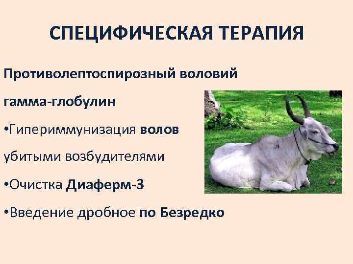 СПЕЦИФИЧЕСКАЯ ТЕРАПИЯ Противолептоспирозный воловий гамма-глобулин • Гипериммунизация волов убитыми возбудителями • Очистка Диаферм-3 •