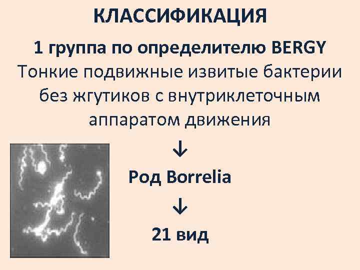 КЛАССИФИКАЦИЯ 1 группа по определителю BERGY Тонкие подвижные извитые бактерии без жгутиков с внутриклеточным