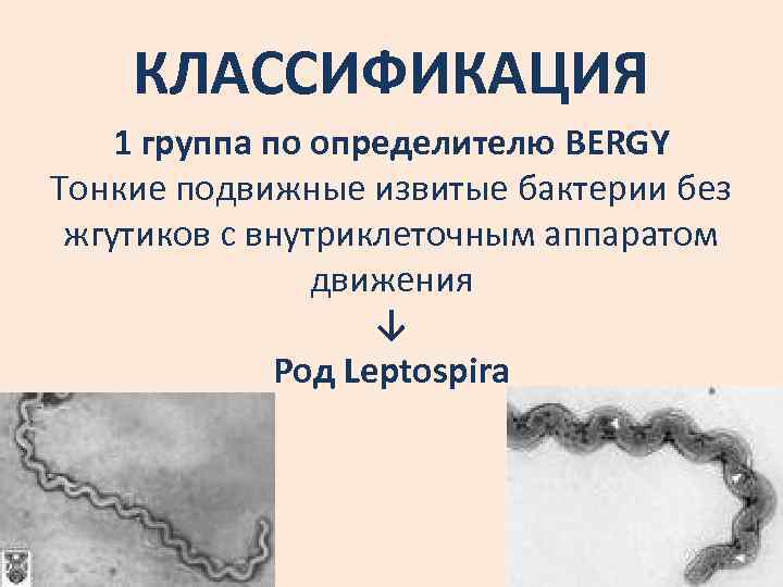 КЛАССИФИКАЦИЯ 1 группа по определителю BERGY Тонкие подвижные извитые бактерии без жгутиков с внутриклеточным