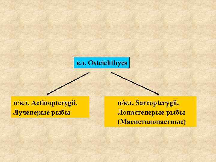 кл. Osteichthyes п/кл. Actinopterygii. Лучеперые рыбы п/кл. Sarcopterygii. Лопастеперые рыбы (Мясистолопастные) 