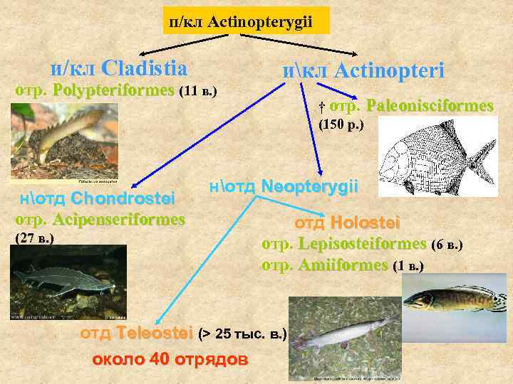 п/кл Actinopterygii и/кл Cladistia отр. Polypteriformes (11 в. ) нотд Chondrostei отр. Acipenseriformes (27