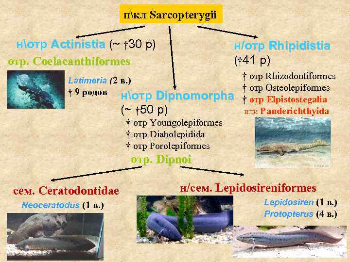 пкл Sarcopterygii нотр Actinistia (~ † 30 р) отр. Coelacanthiformes н/отр Rhipidistia († 41