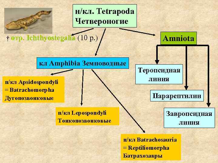 н/кл. Tetrapoda Четвероногие † отр. Ichthyostegalia (10 р. ) Amniota кл Amphibia Земноводные п/кл