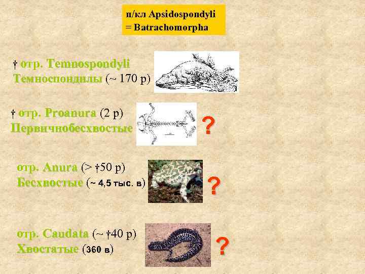 п/кл Apsidospondyli = Batrachomorpha † отр. Temnospondyli Темноспондилы (~ 170 р) † отр. Proanura