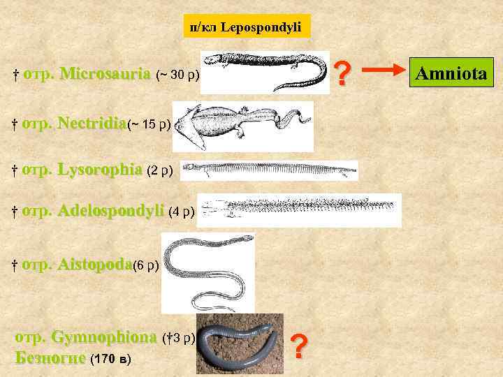 п/кл Lepospondyli † отр. Nectridia(~ 15 р) † отр. Lysorophia (2 р) † отр.