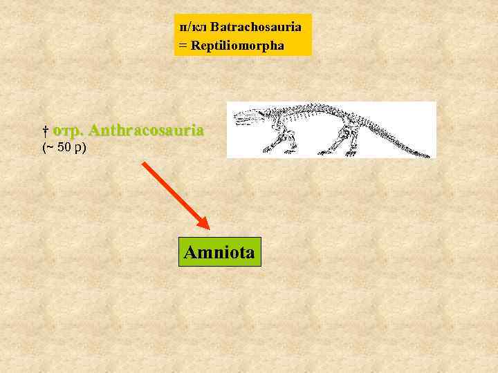 п/кл Batrachosauria = Reptiliomorpha † отр. Anthracosauria (~ 50 р) Amniota 