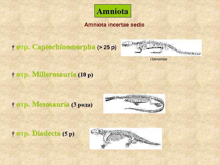 Amniota incertae sedis † отр. Captorhinomorpha (> 25 р) † отр. Millerosauria (10 р)